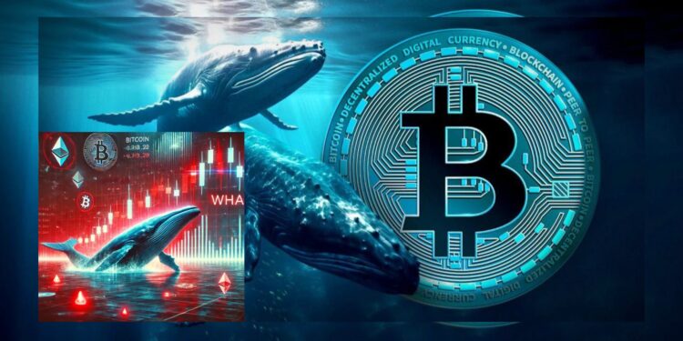 Whale Alihkan Dana dari BTC ke Proyek Crypto Menjanjikan
